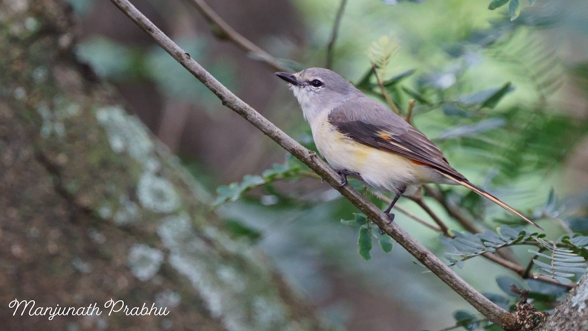 Small Minivet - ML642333378