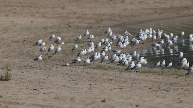 Franklin's Gull - ML642333380
