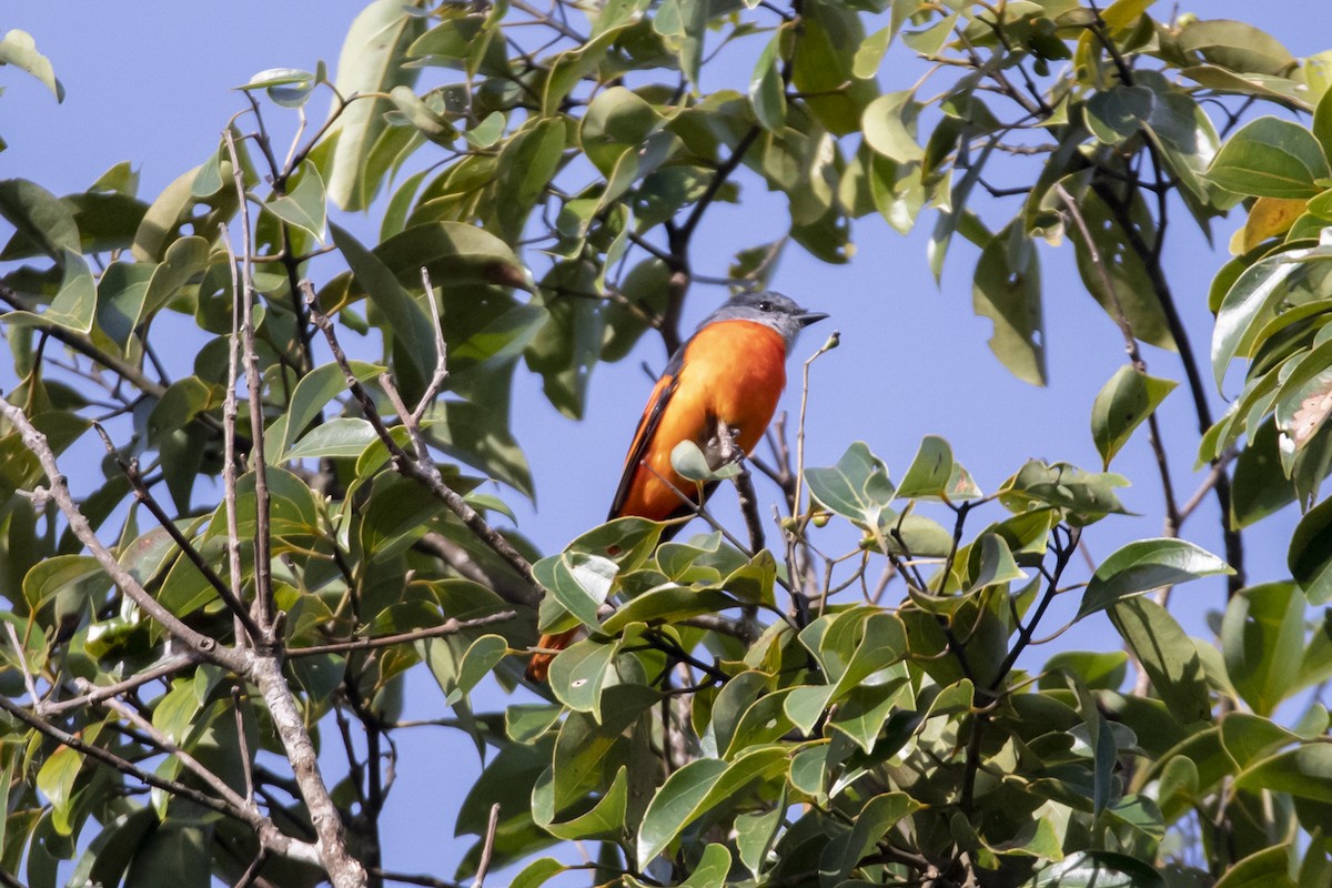 Gray-chinned Minivet (Gray-chinned) - ML642333385
