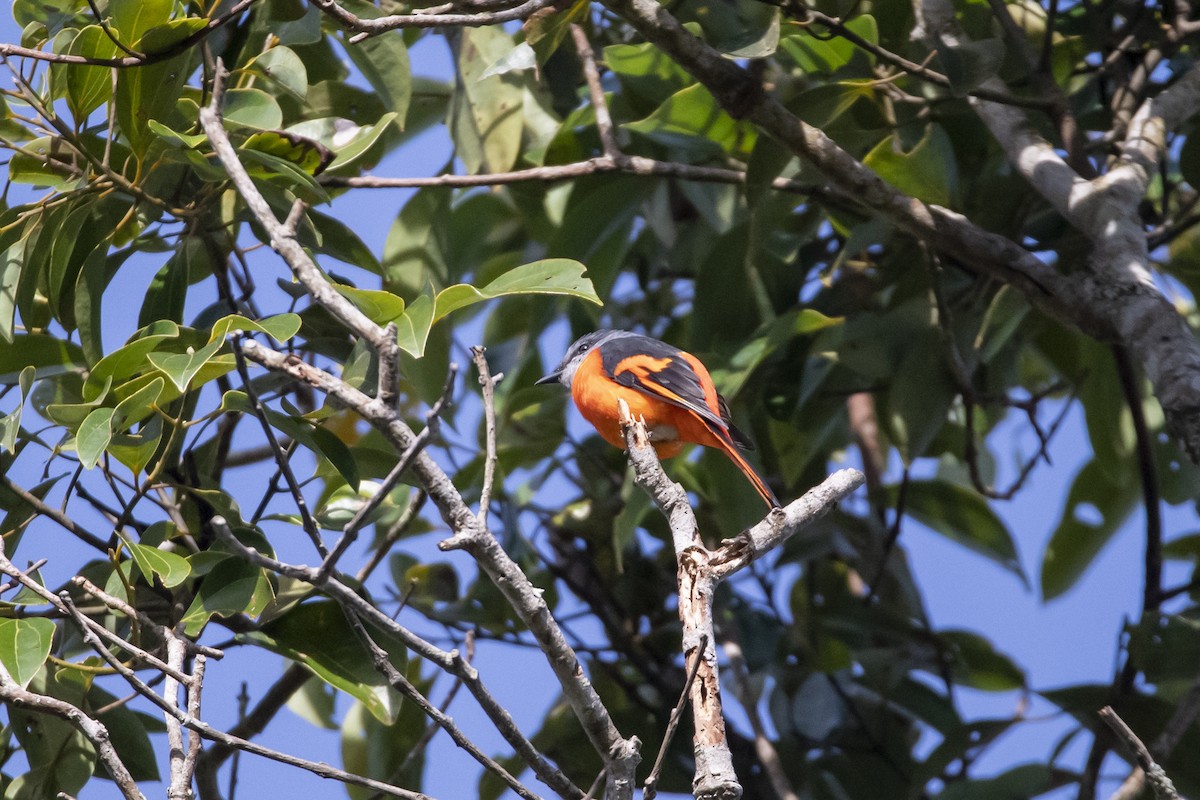 Gray-chinned Minivet (Gray-chinned) - ML642333386