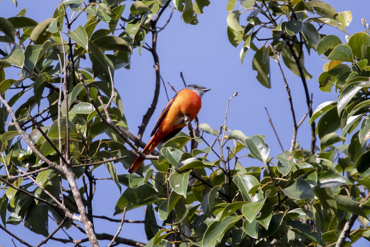 Gray-chinned Minivet (Gray-chinned) - ML642333387