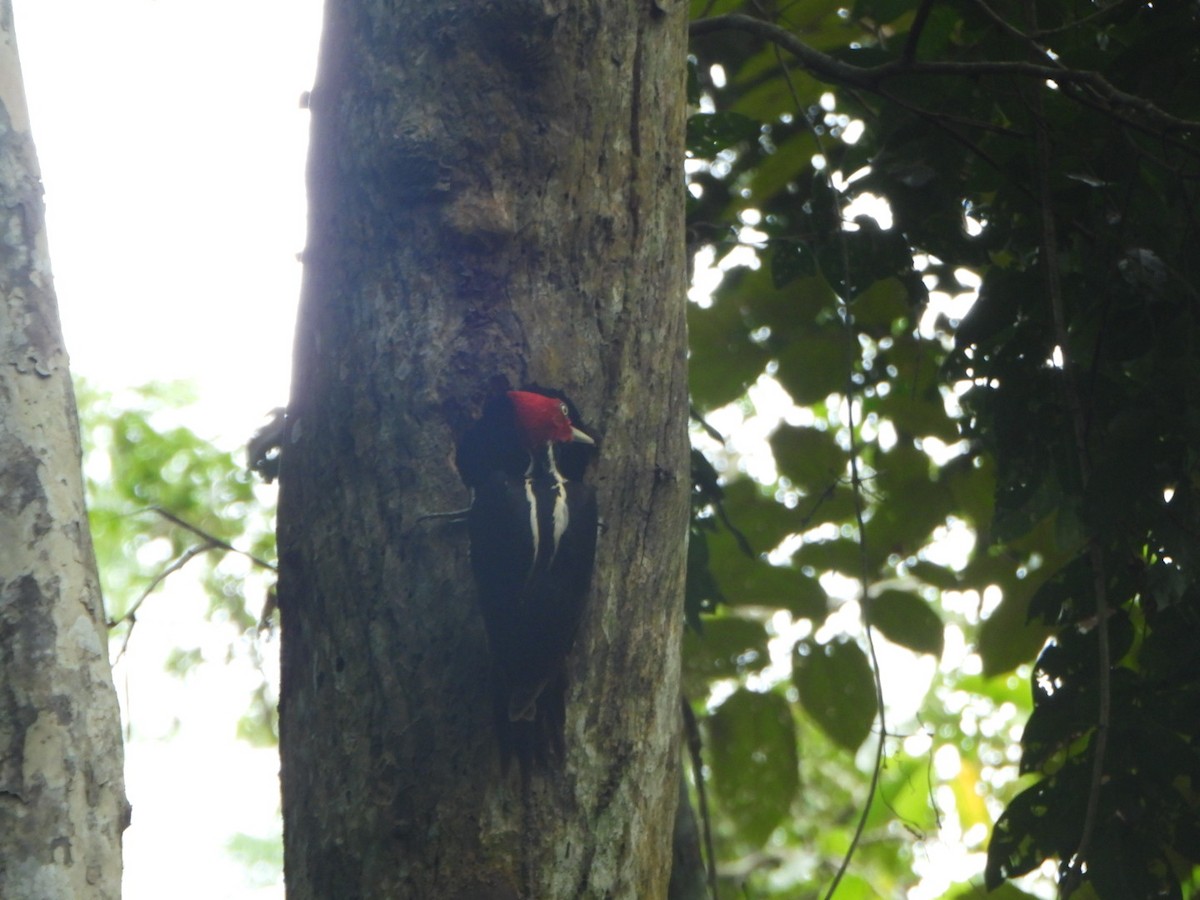 Pale-billed Woodpecker - ML642333404