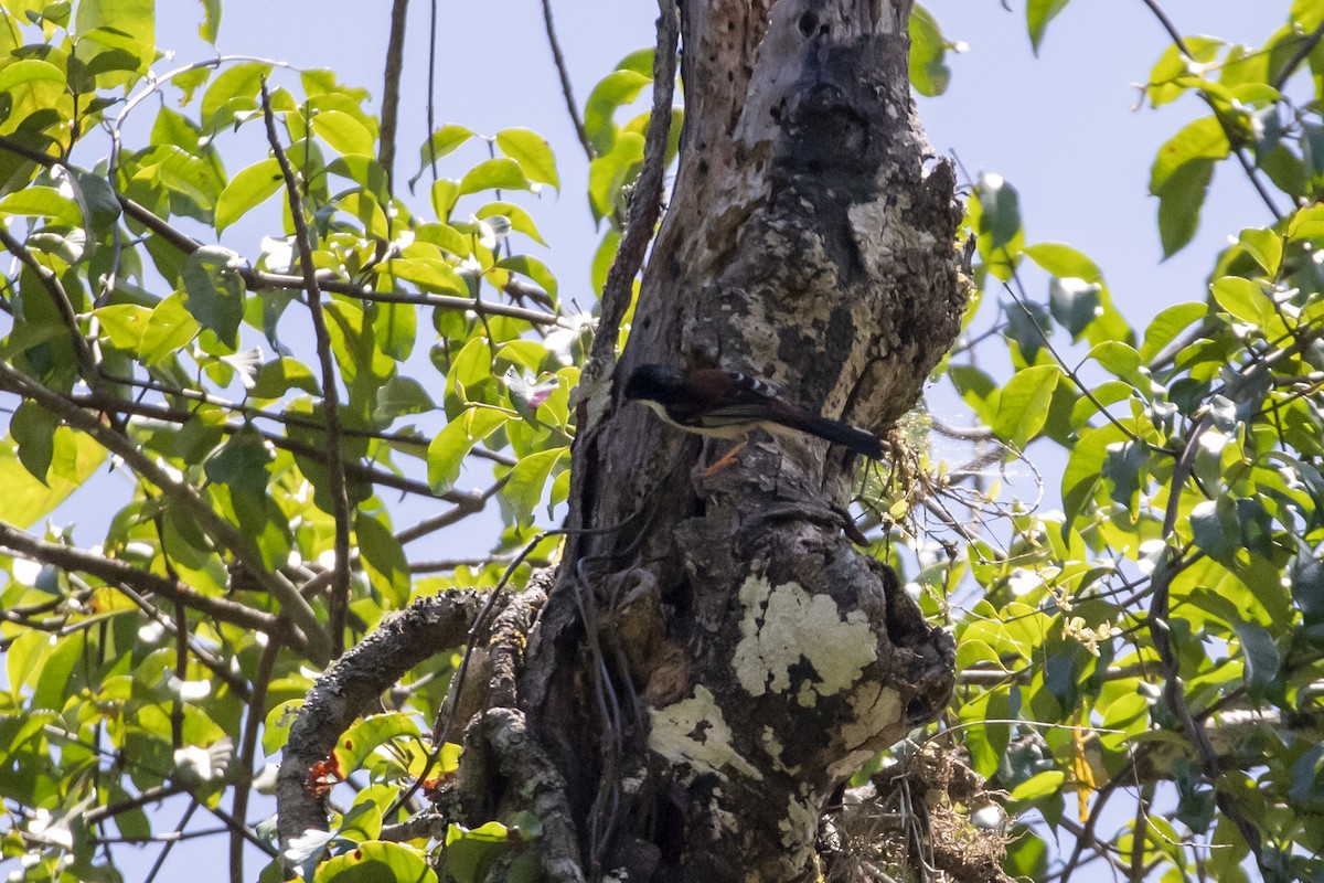 Rufous-backed Sibia (Rufous-backed) - ML642333405