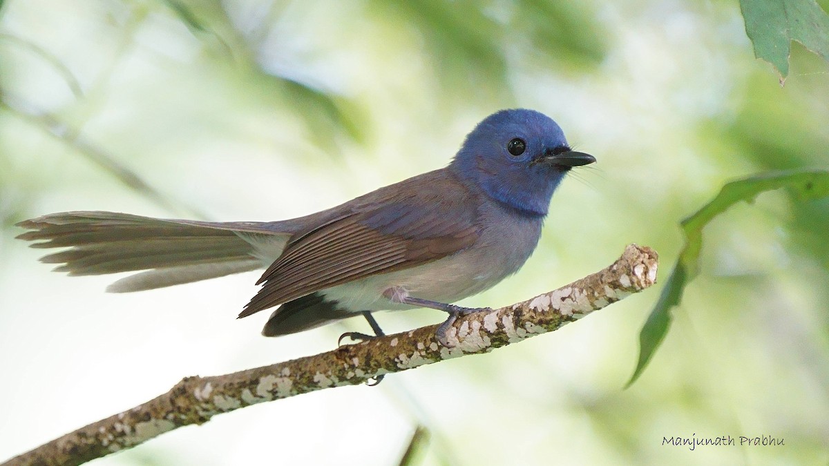Black-naped Monarch - ML642333410