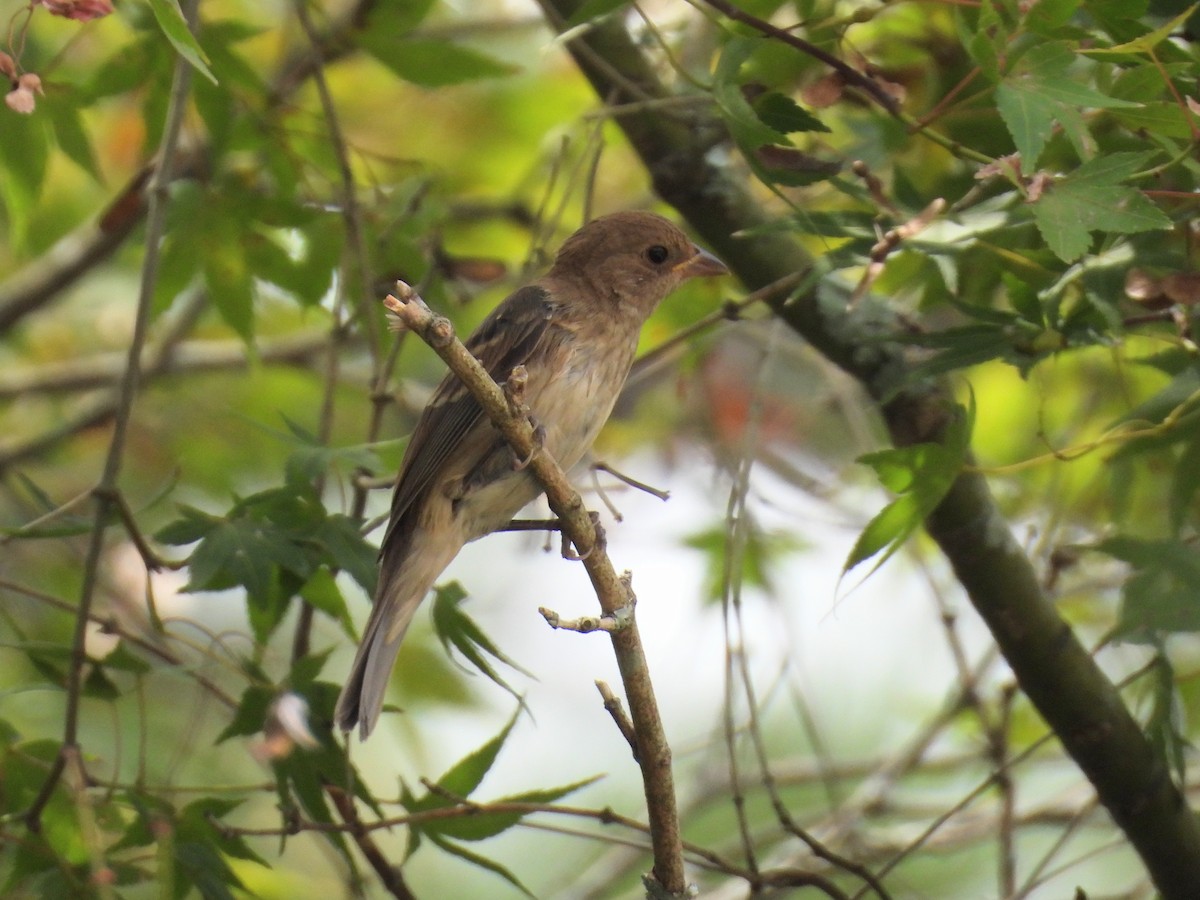 Indigo Bunting - ML642333413