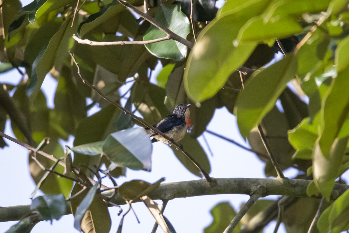 juvelblomsterfugl (ignipectus/dolichorhynchum) - ML642333415