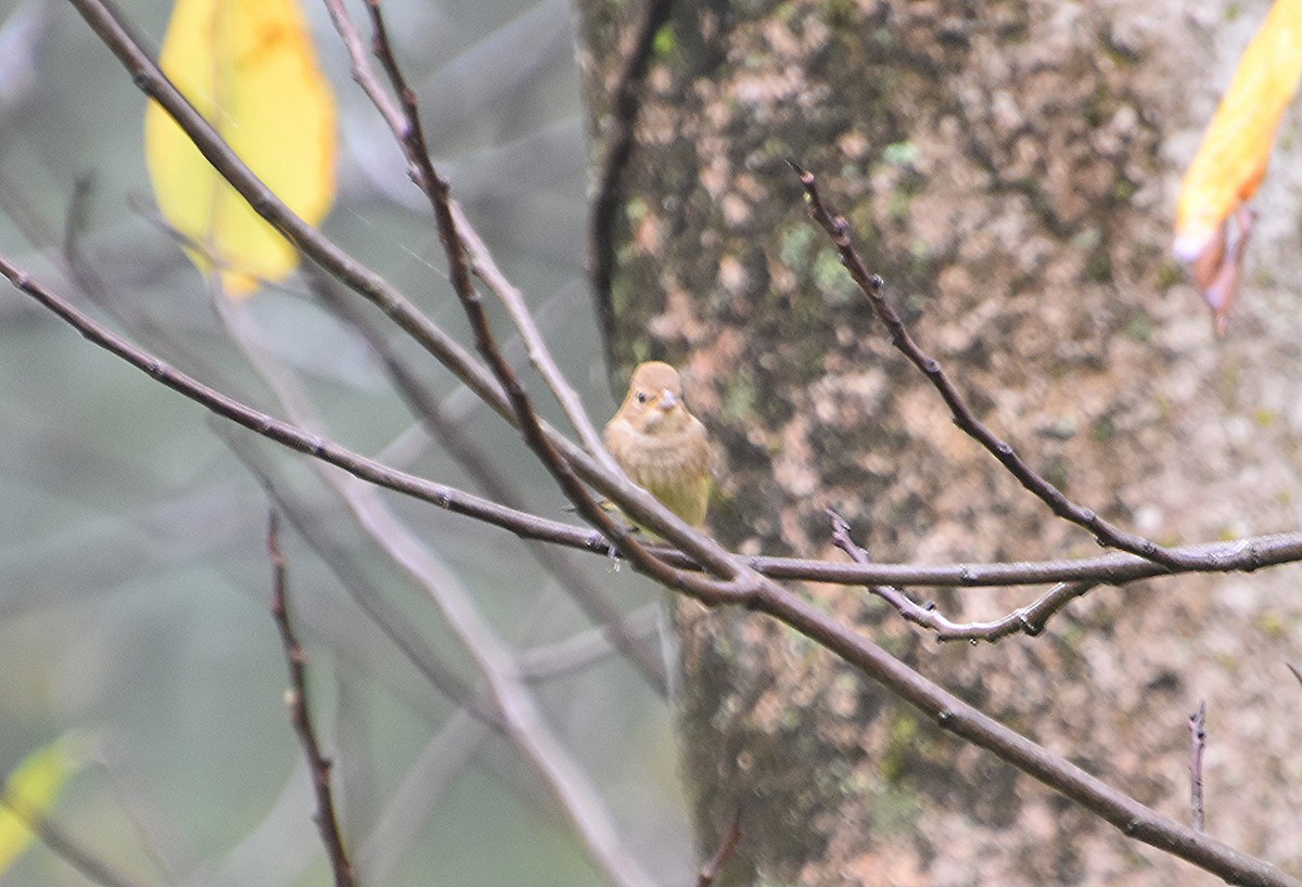 Indigo Bunting - ML642333433