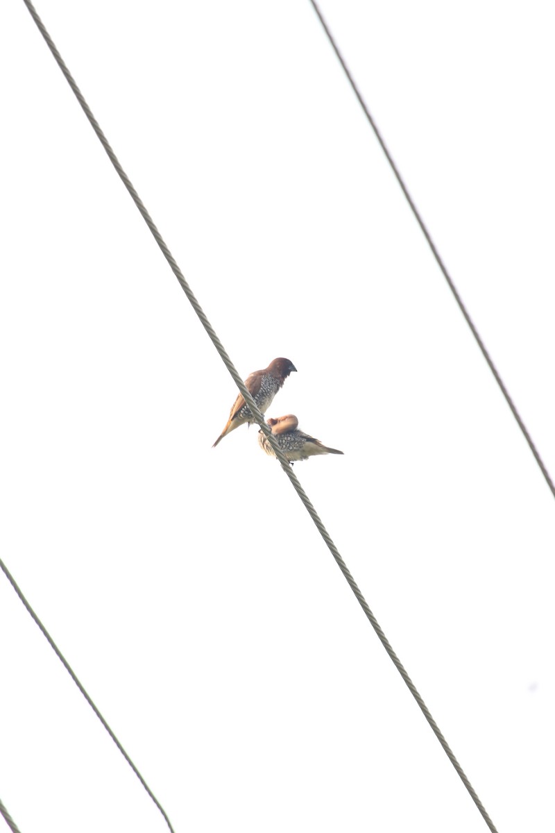 Scaly-breasted Munia - ML642333435