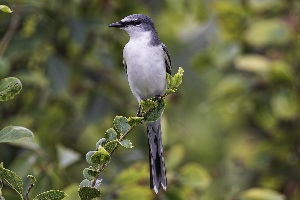 Ashy Minivet - ML642333451