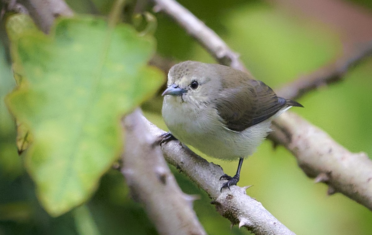 Nilgiri Flowerpecker - ML642333475