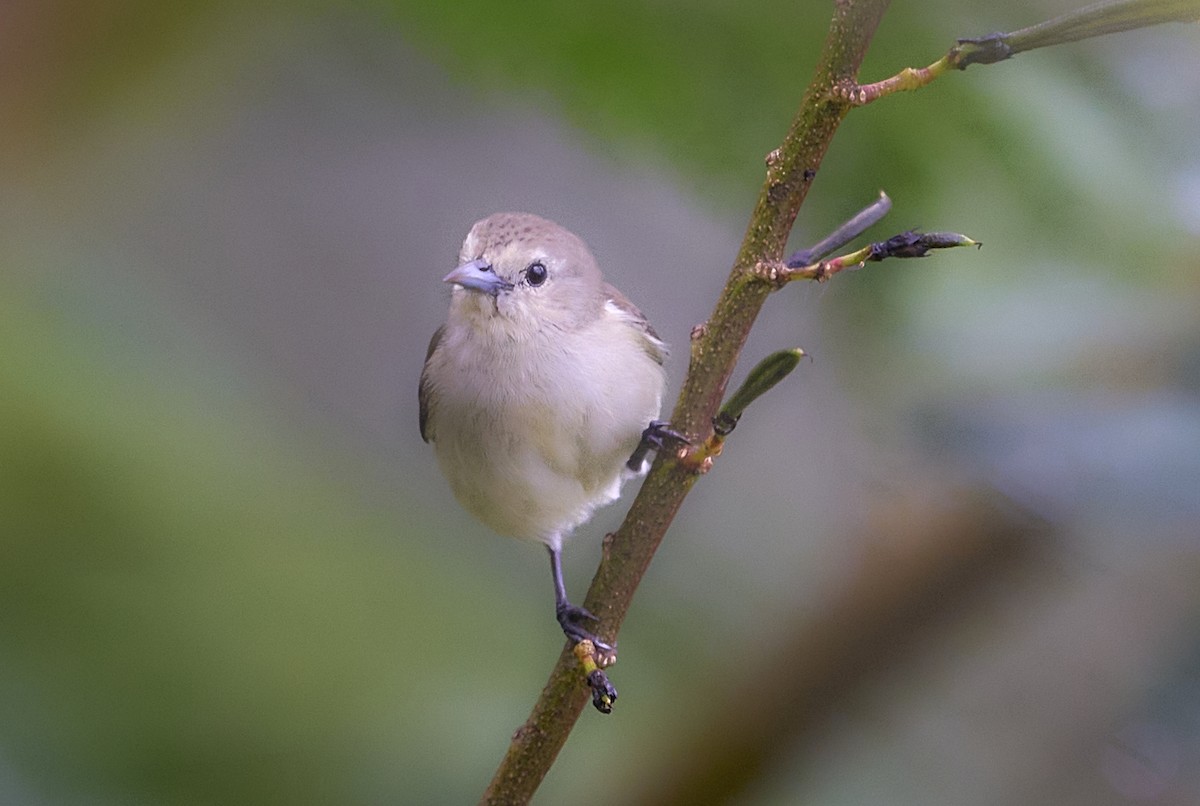 Nilgiri Flowerpecker - ML642333476