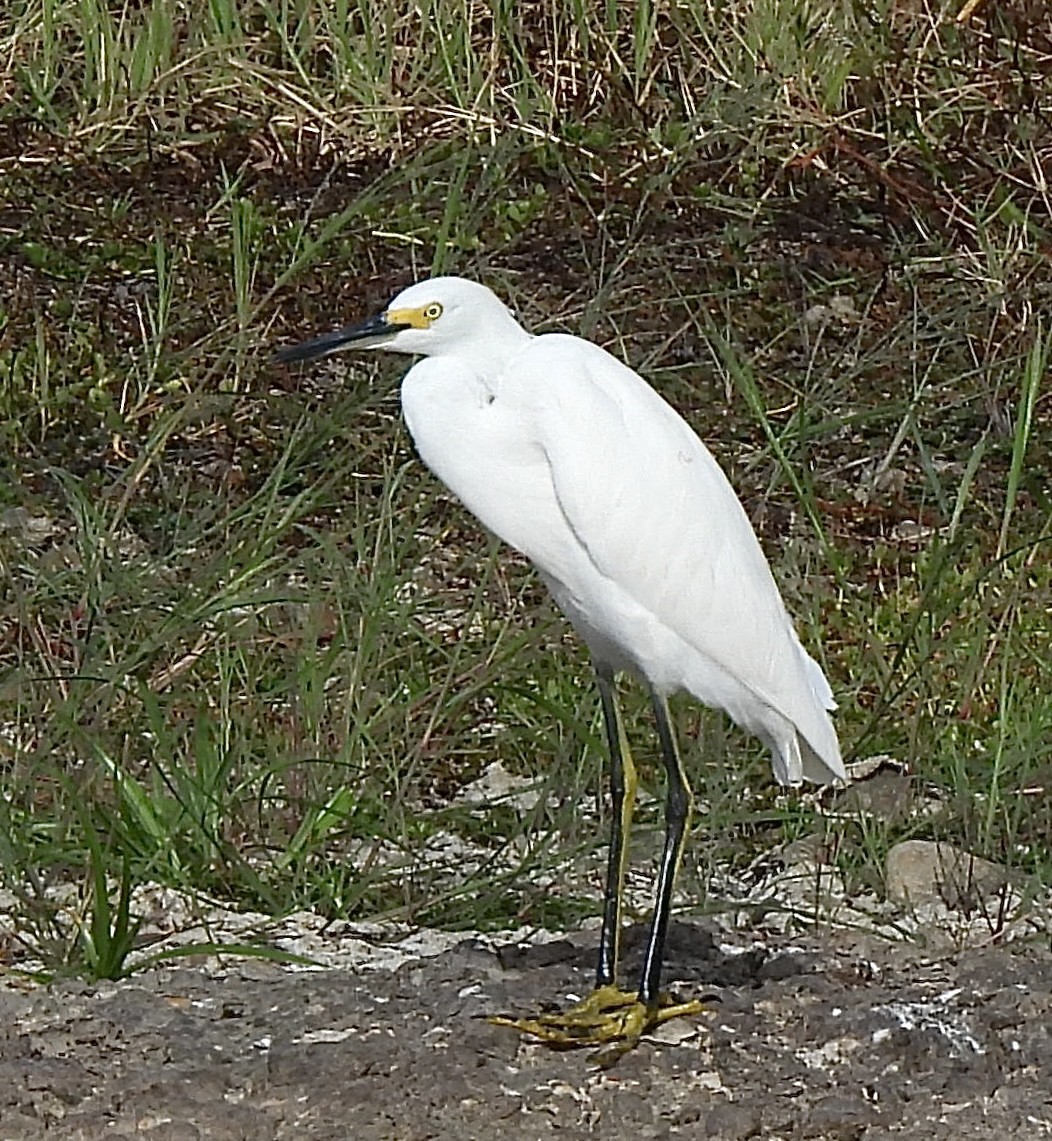 Snowy Egret - ML642333482