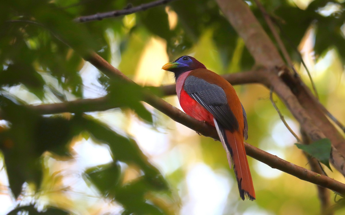 Trogón Filipino - ML642333483