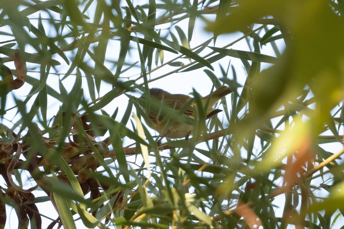 Yellow-green Vireo - ML642333545