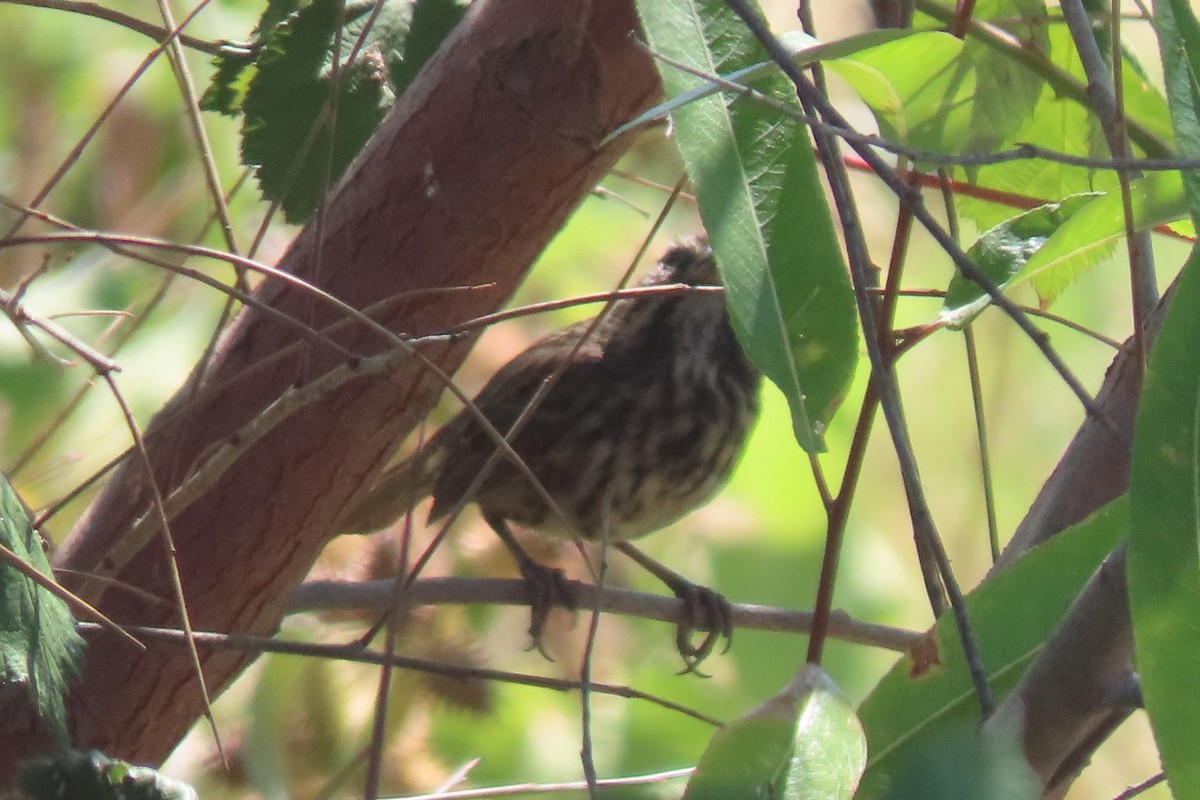 Song Sparrow (montana/merrilli) - ML642333585
