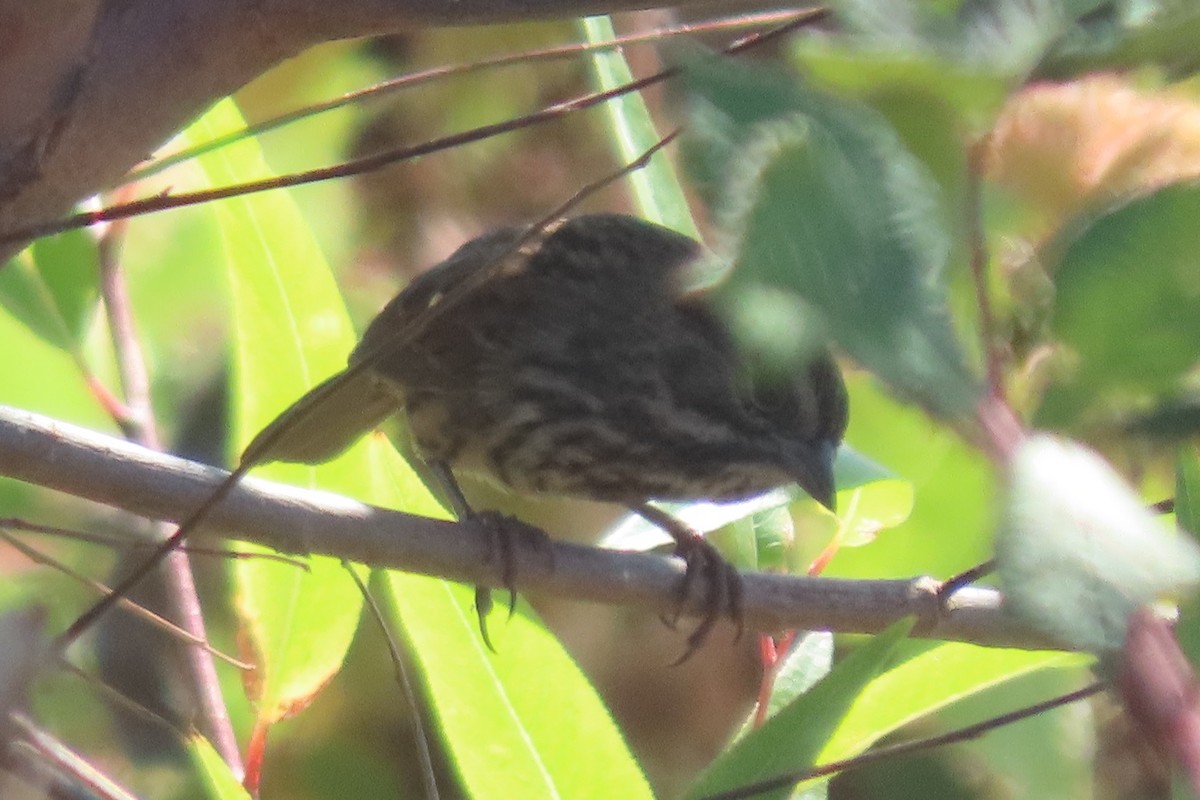 Song Sparrow (montana/merrilli) - ML642333587