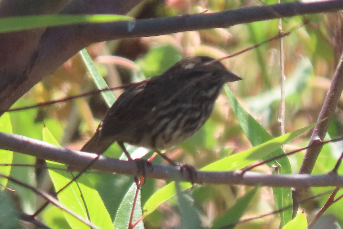 Song Sparrow (montana/merrilli) - ML642333589