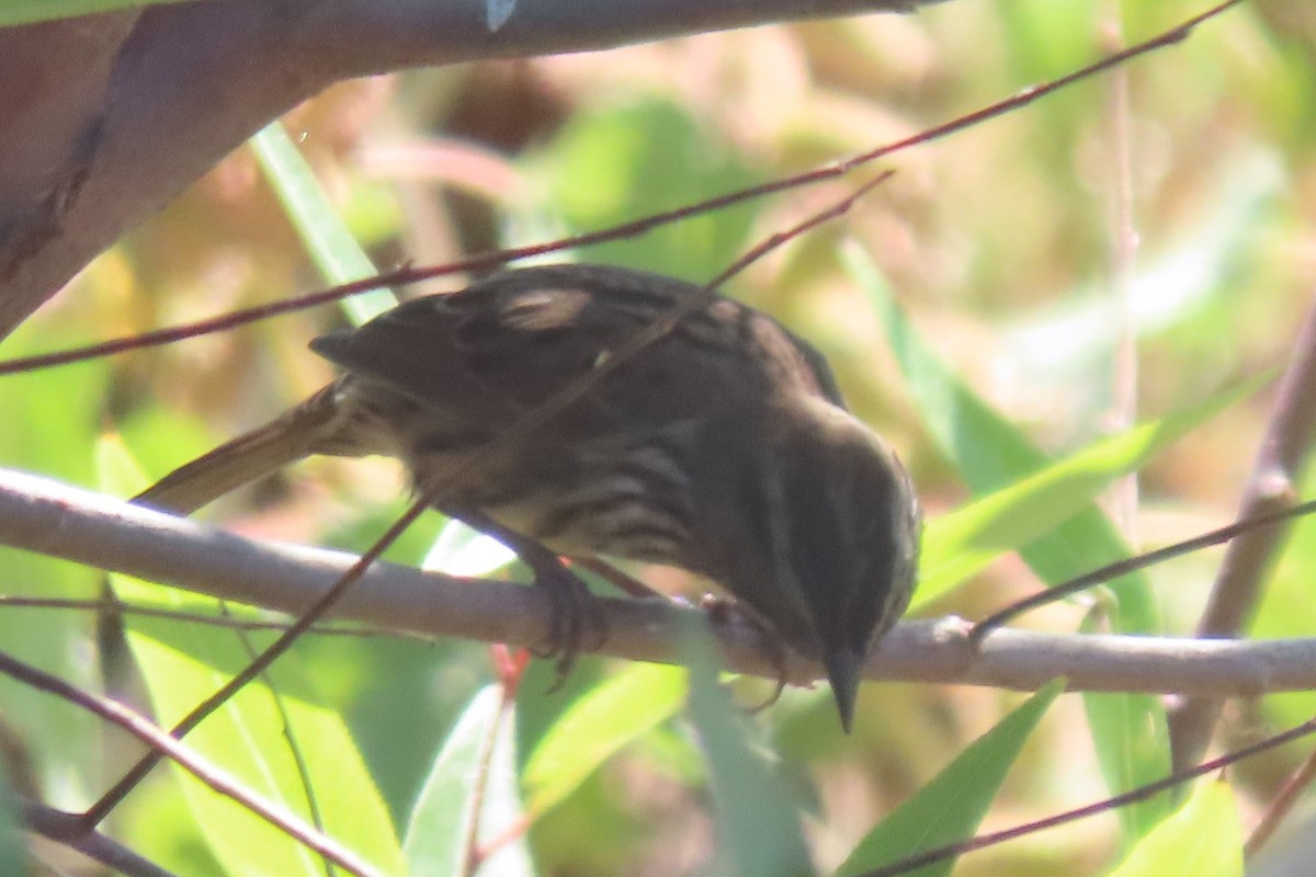 Song Sparrow (montana/merrilli) - ML642333590