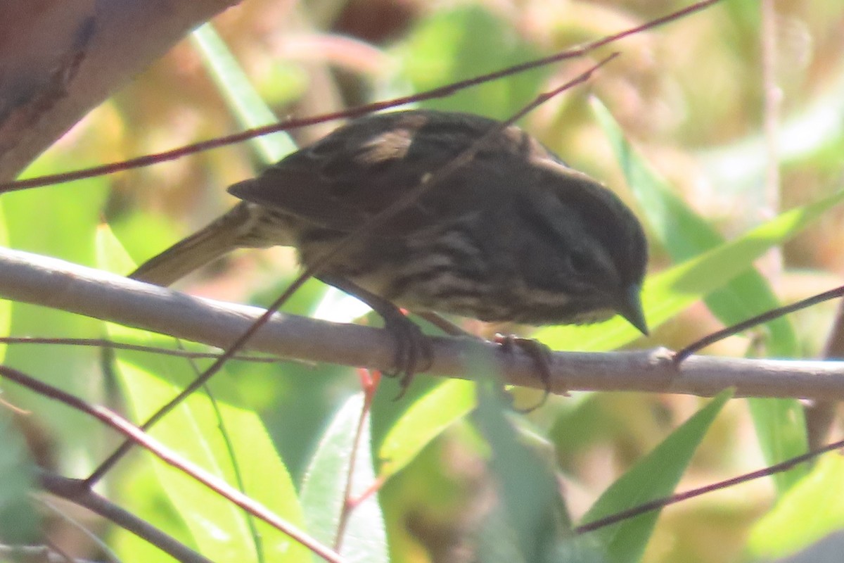 Song Sparrow (montana/merrilli) - ML642333591