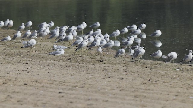 Franklin's Gull - ML642333597