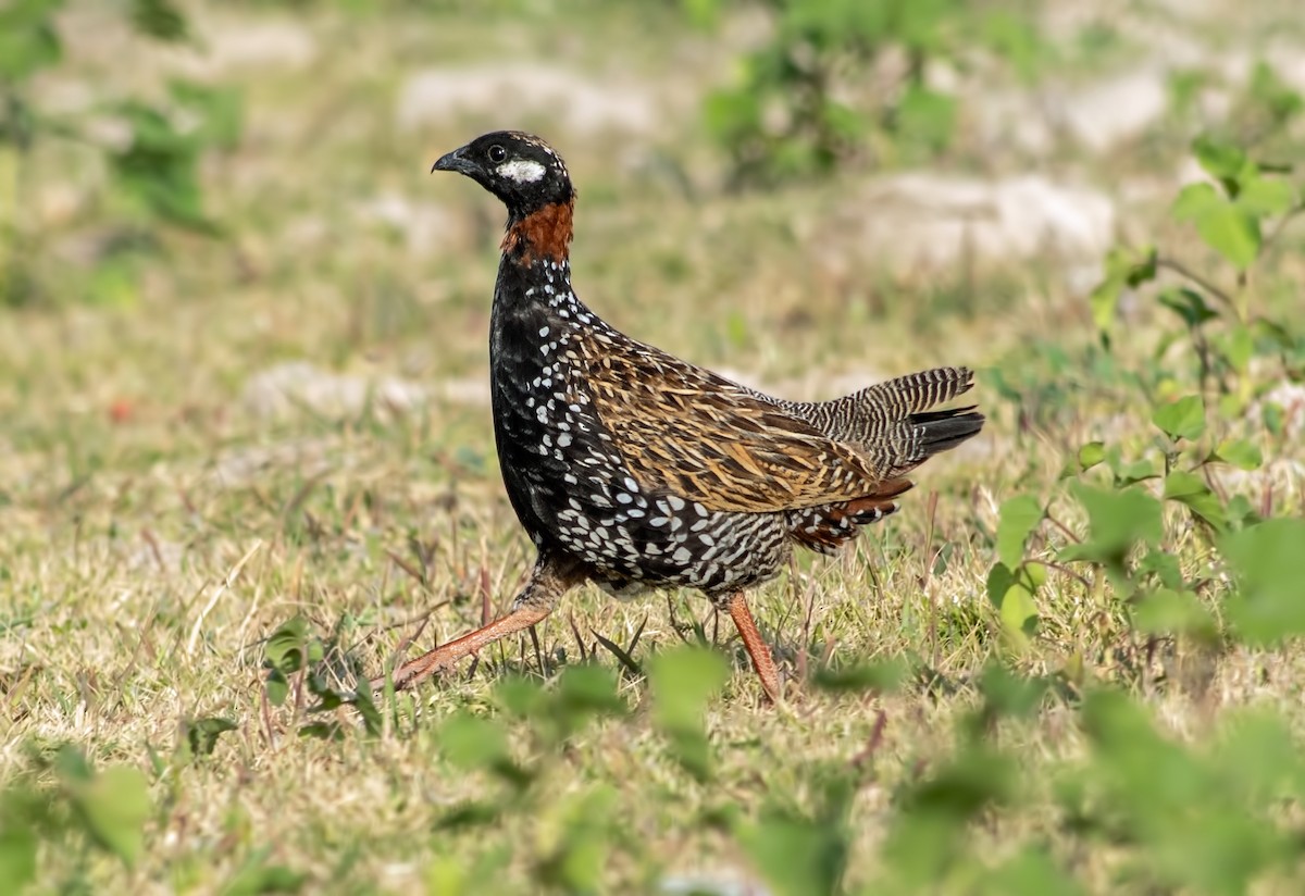 Black Francolin - ML642333632