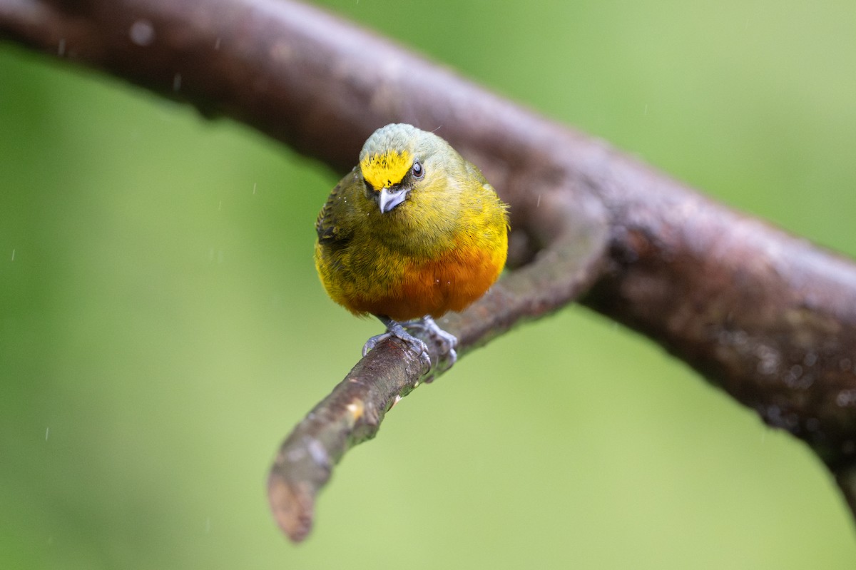 Olive-backed Euphonia - ML642333656