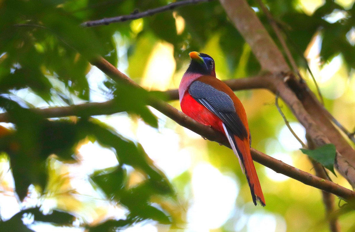Trogón Filipino - ML642333696