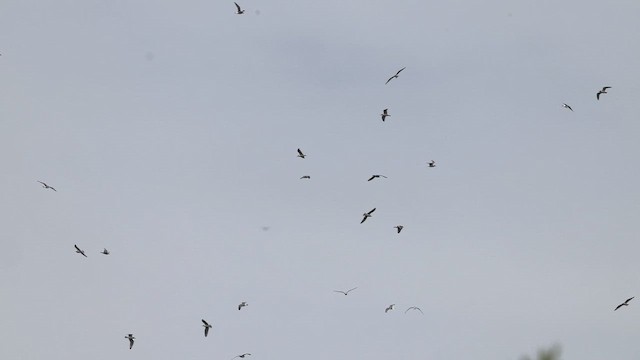 Franklin's Gull - ML642333746