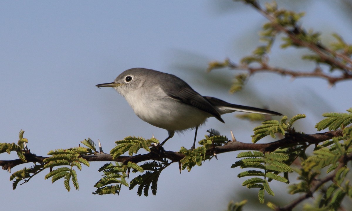 Blue-gray Gnatcatcher - ML642333775