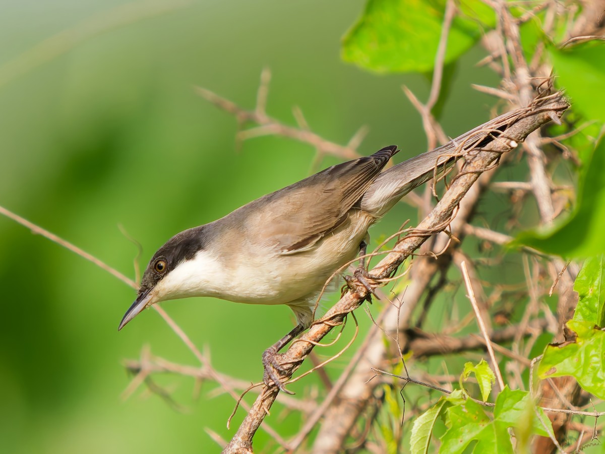 Eastern Orphean Warbler - ML642333808