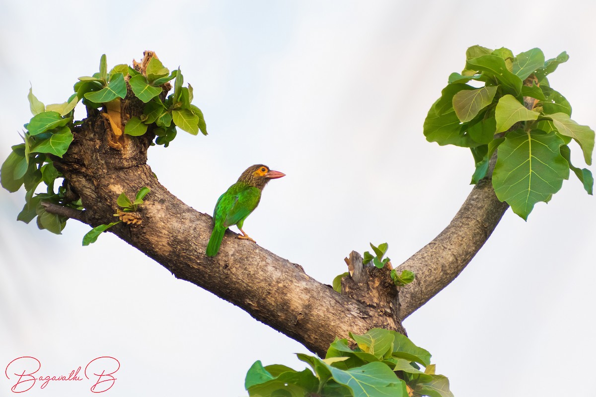 Brown-headed Barbet - ML642333811