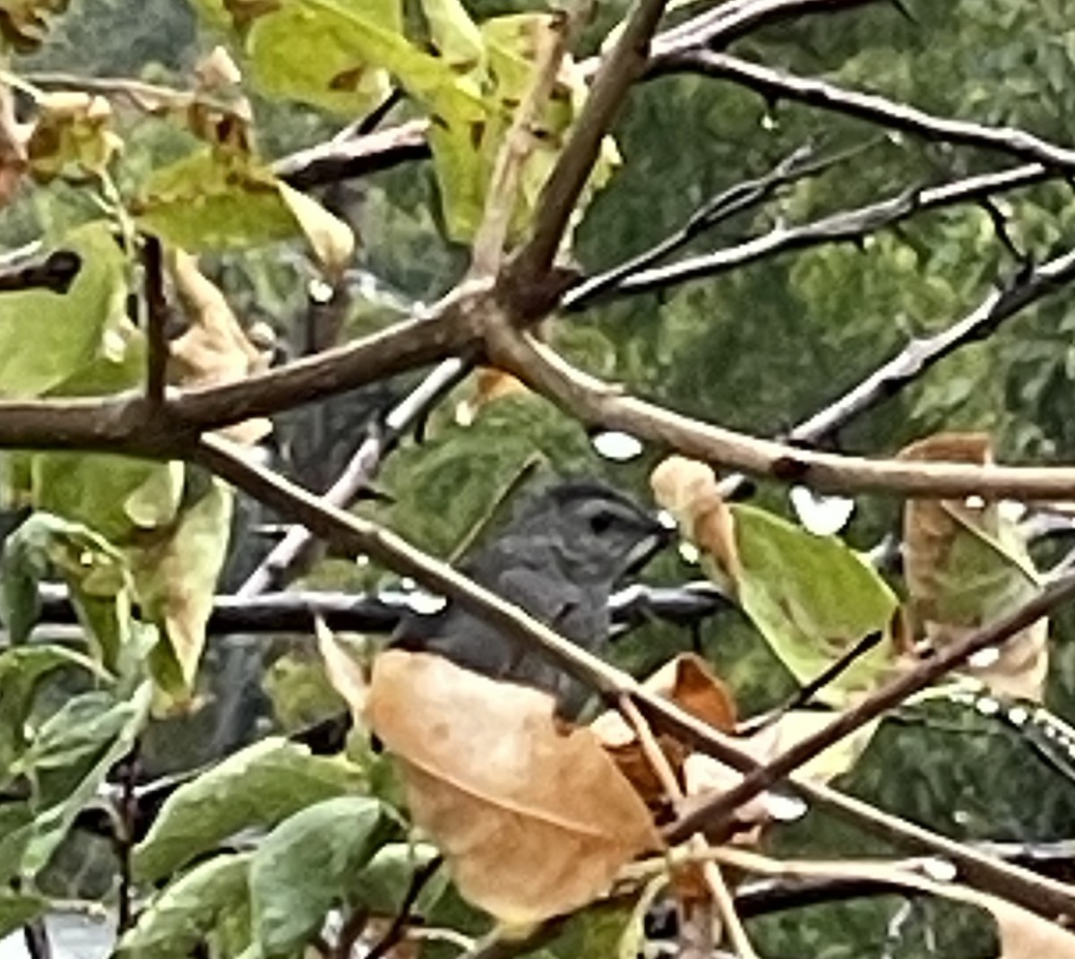 Gray Catbird - ML642333812