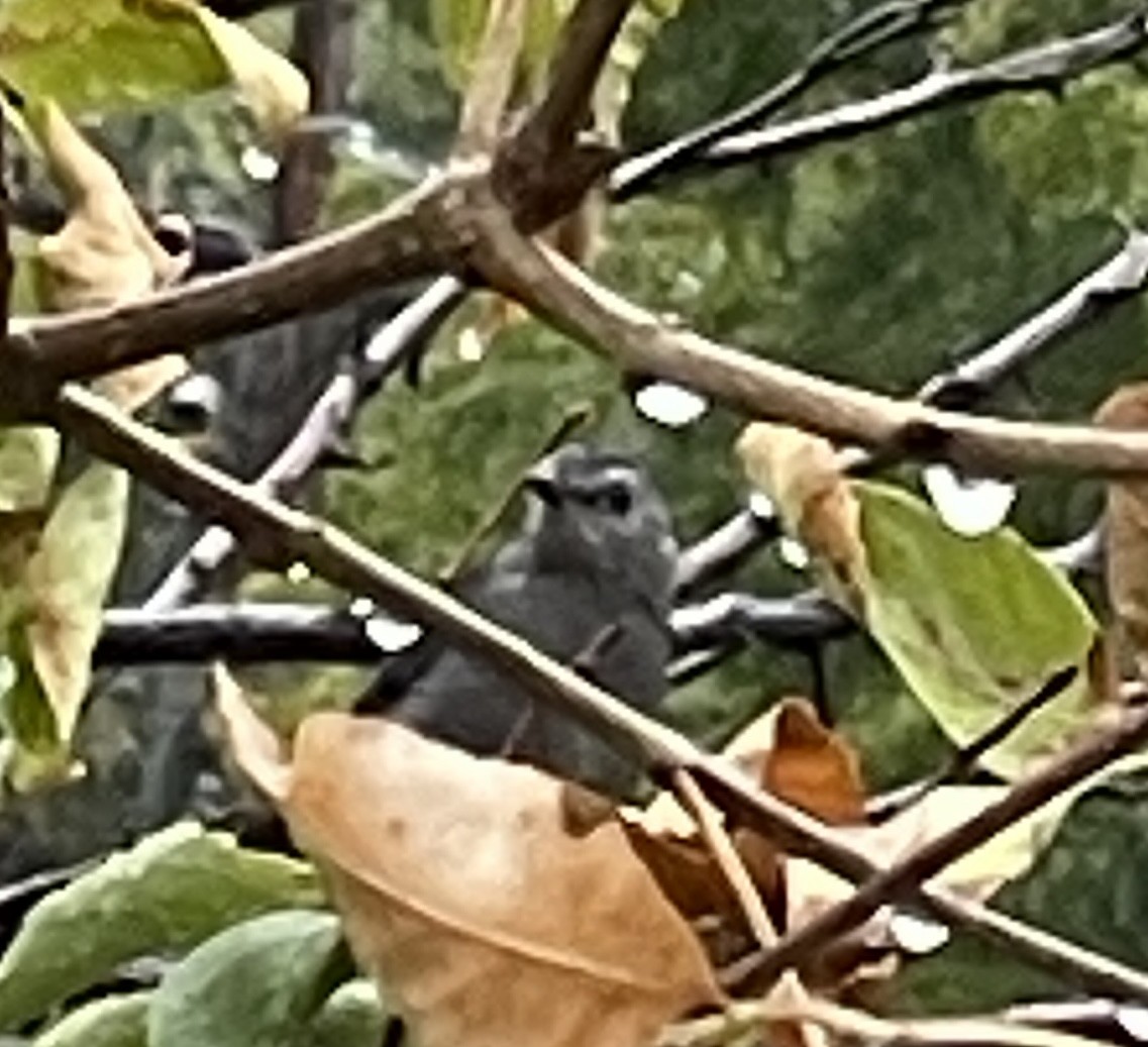 Gray Catbird - ML642333813