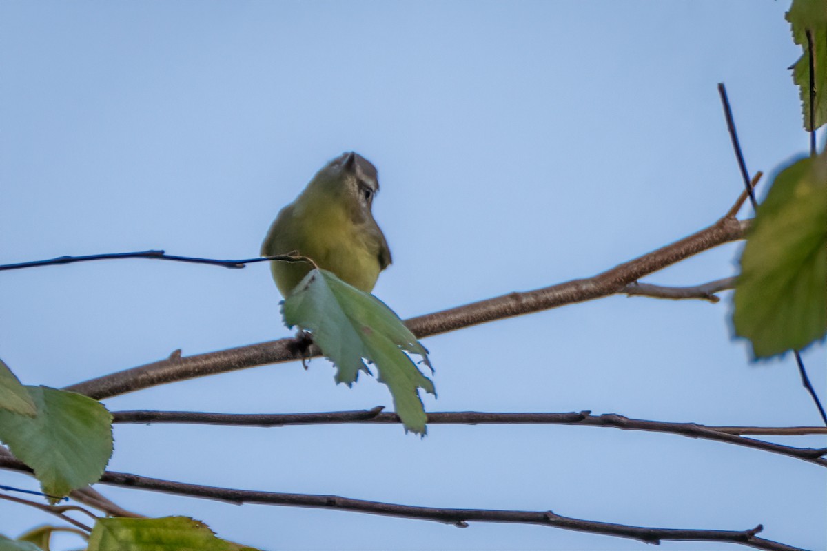 Philadelphia Vireo - ML642333817