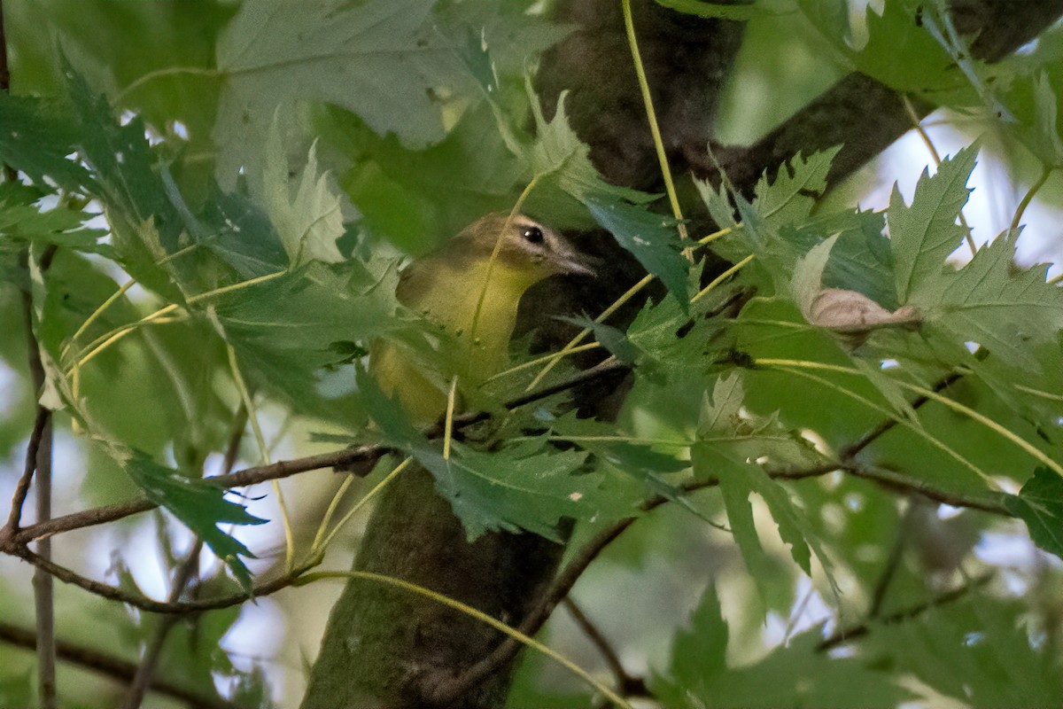 Philadelphia Vireo - ML642333818