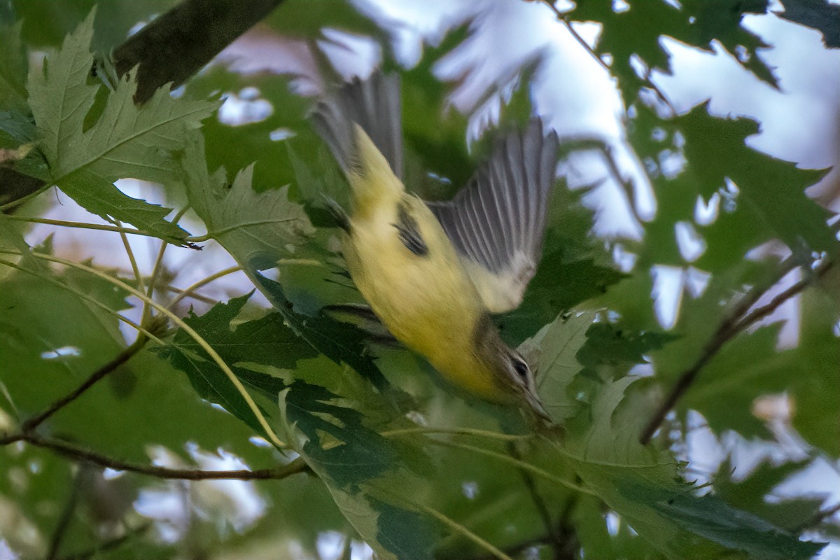 Philadelphia Vireo - ML642333819