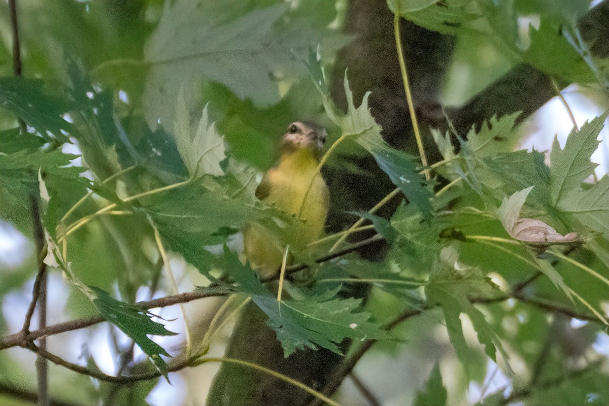Philadelphia Vireo - ML642333820