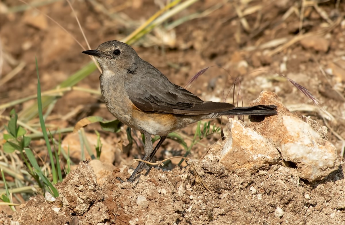 White-throated Robin - ML642333824