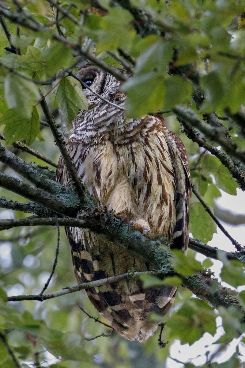 Barred Owl - ML642333845