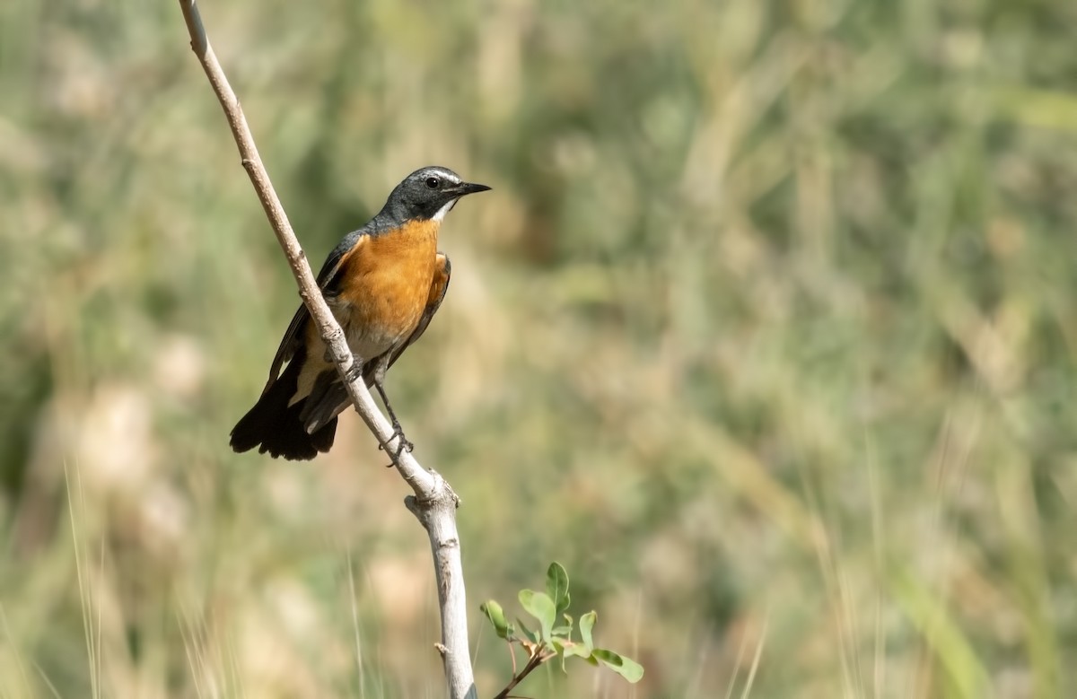 White-throated Robin - ML642333846
