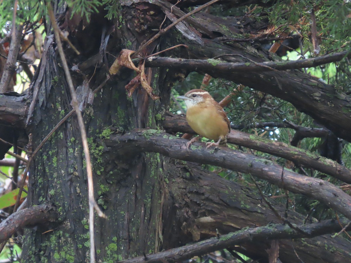 Carolina Wren - ML642333852