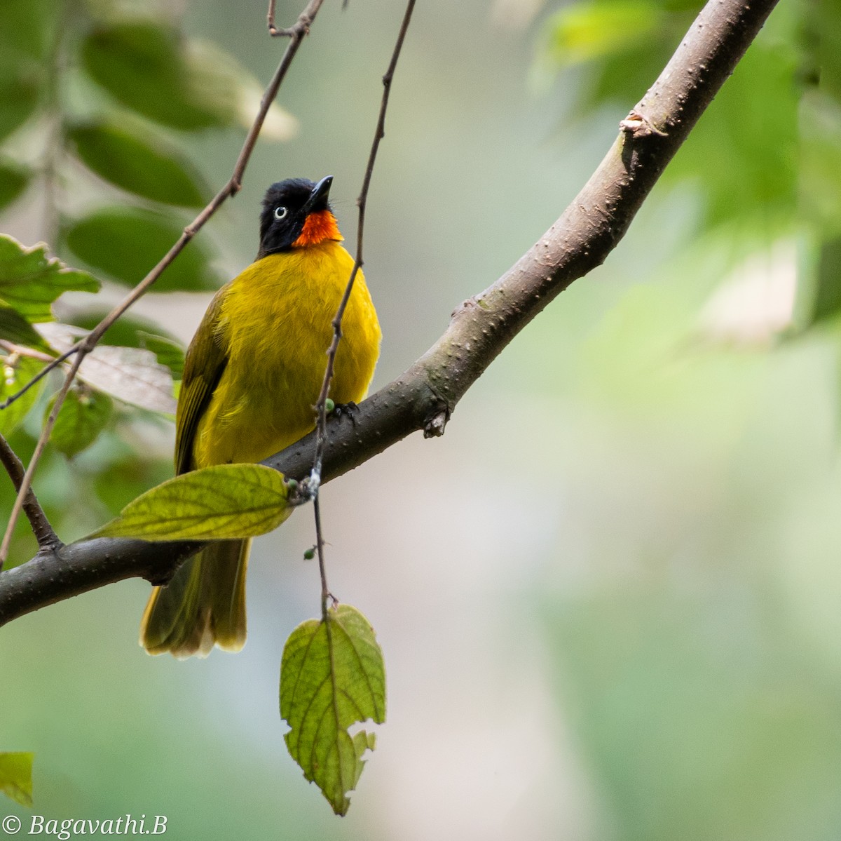 Bulbul à gorge rubis - ML642333858