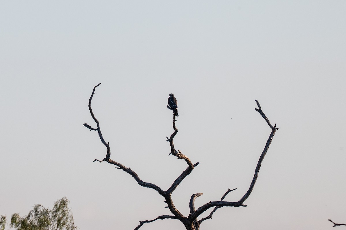 Gray Hawk - ML642333860