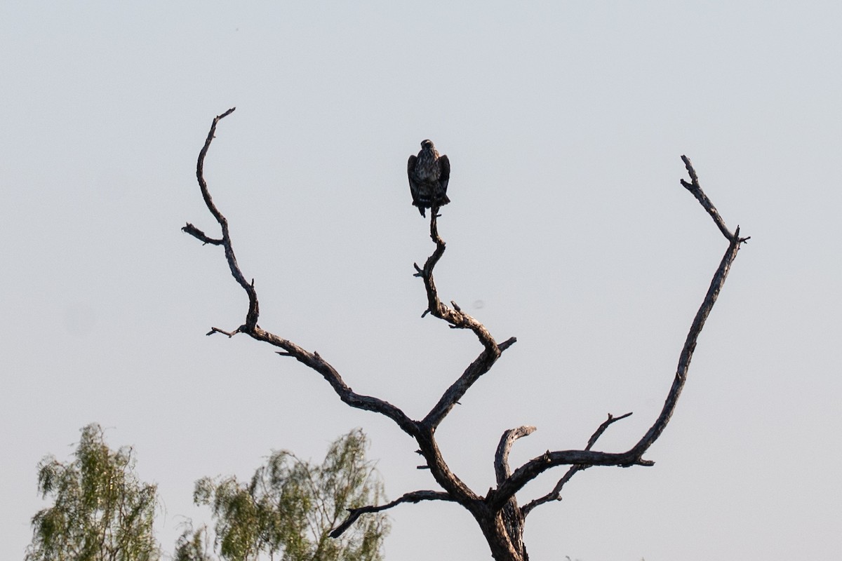 Gray Hawk - ML642333861