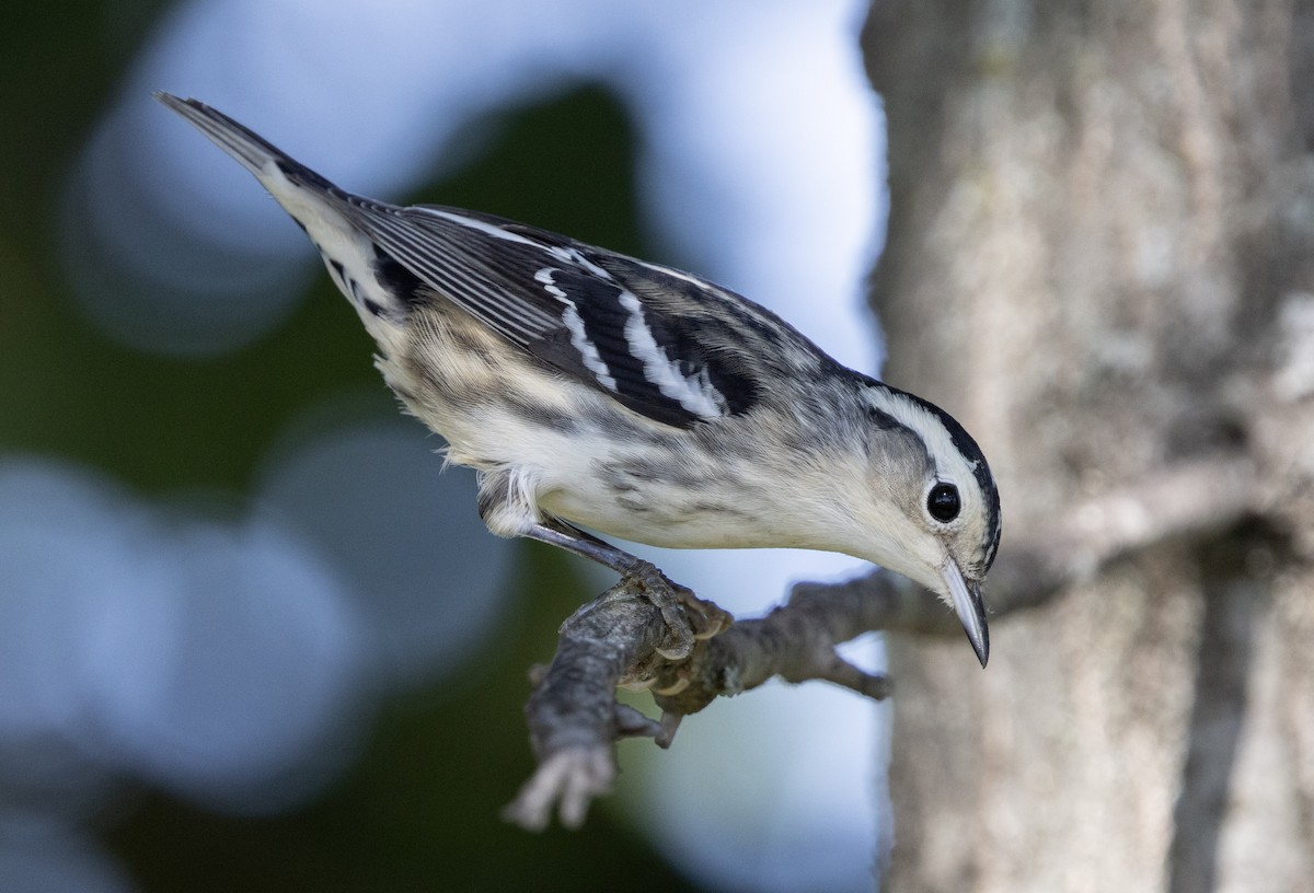 Black-and-white Warbler - ML642333875