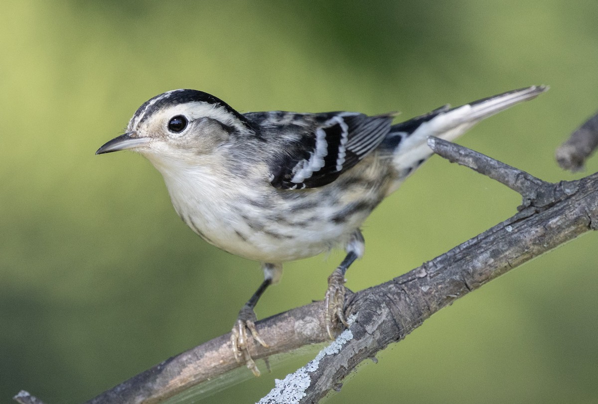 Black-and-white Warbler - ML642333876