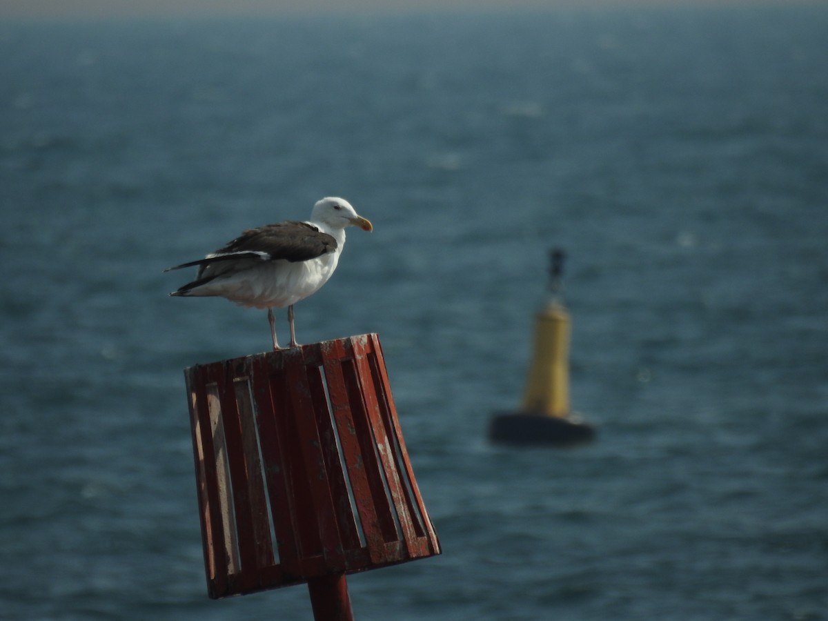 Great Black-backed Gull - ML642333889