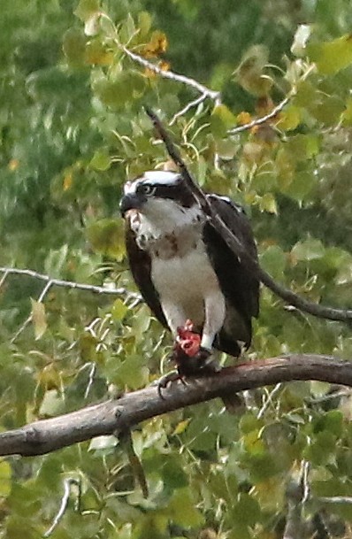 Osprey - ML642333893
