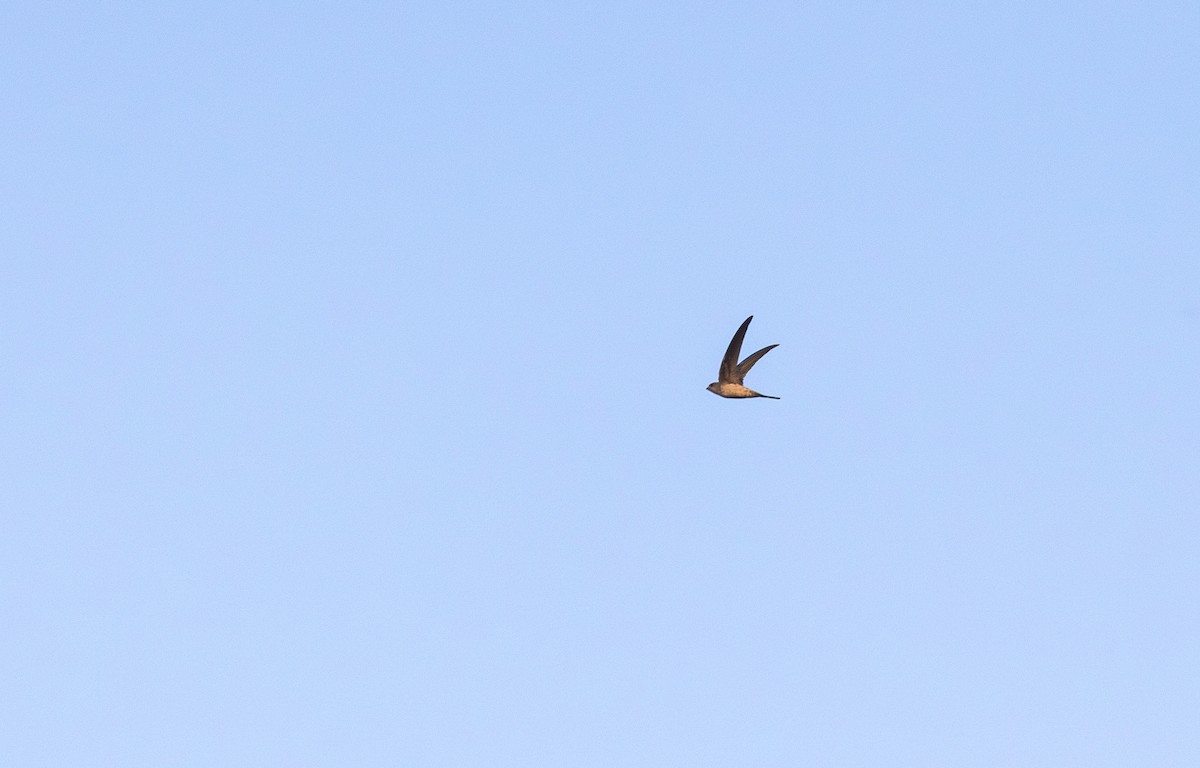 Asian Palm Swift - ML642333896