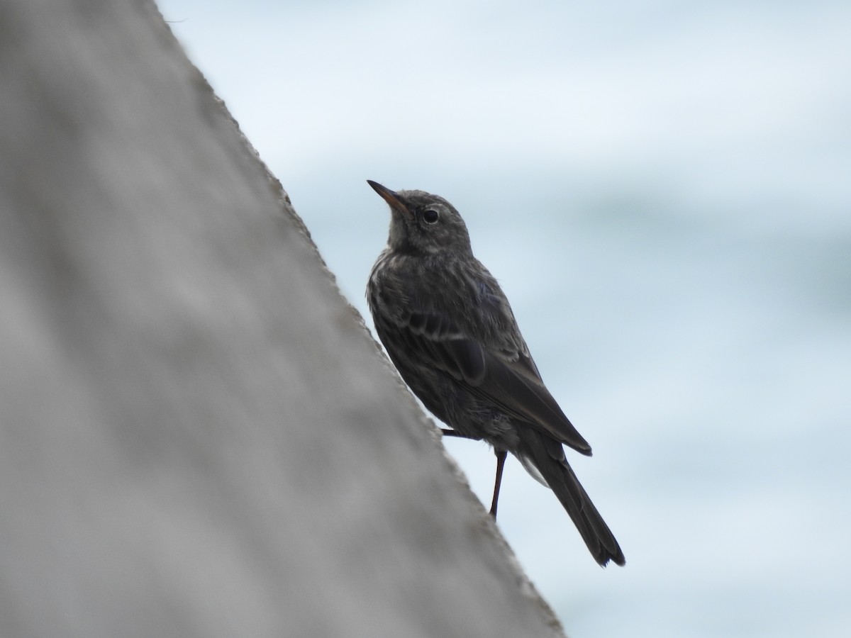 Rock Pipit - ML642333902